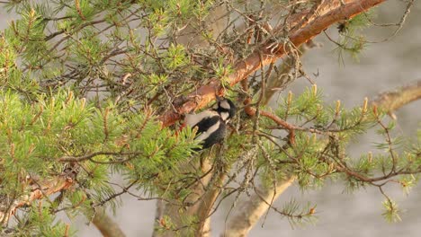 Great-spotted-woodpecker-bird-on-a-tree-looking-for-food.-Great-spotted-woodpecker-(Dendrocopos-major)-is-a-medium-sized-woodpecker-with-pied-black-and-white-plumage-and-a-red-patch-on-the-lower-belly