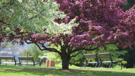 Ein-Wunderschöner-Kirschbaum-In-Voller-Blüte-In-Der-Mitte-Des-Parks,-Zeitlupen-Parallaxenaufnahme