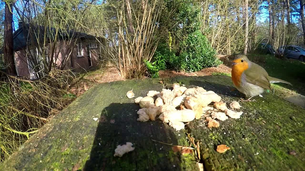 정원 테이블에서 음식을 먹는 귀여운 유럽 로빈