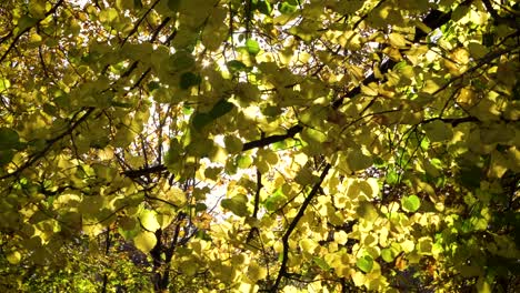 Wind-sun-and-Leaves-at-Normafa-Budapest,-Hungary