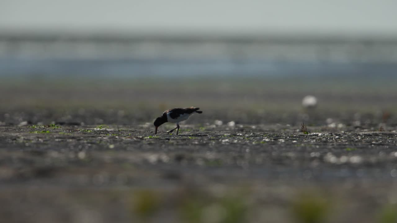 해안 모래 에서 먹이 를 찾기 위해  ⁇ 수염 을 사용 하는 유라시아 의 굴잡이
