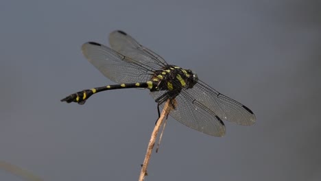 the common flangetail dragonfly is commonly seen in thailand and asia