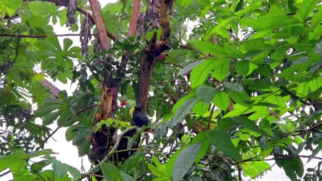 Hermoso-Y-Colorido-Tucán-En-Un-árbol-Verde-En-La-Selva