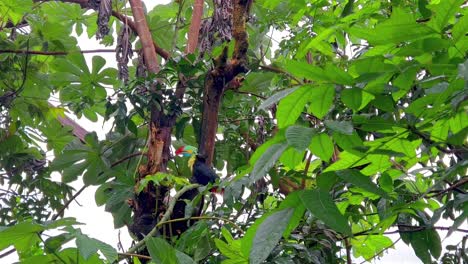 Schöner-Bunter-Tukan-Auf-Einem-Grünen-Baum-Im-Dschungel