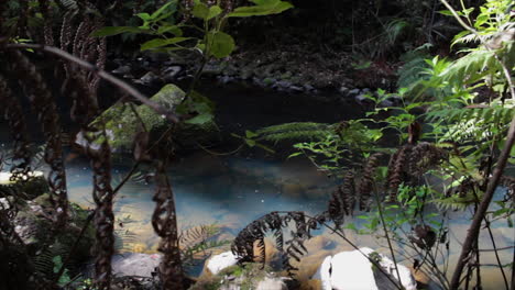 El-Agua-Clara-Fluye-A-Través-Del-Tranquilo-Arroyo-Del-Bosque-En-Whangarei,-Nueva-Zelanda