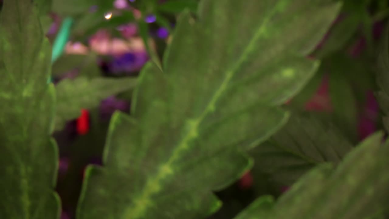 Close-up View of Cannabis Leaves