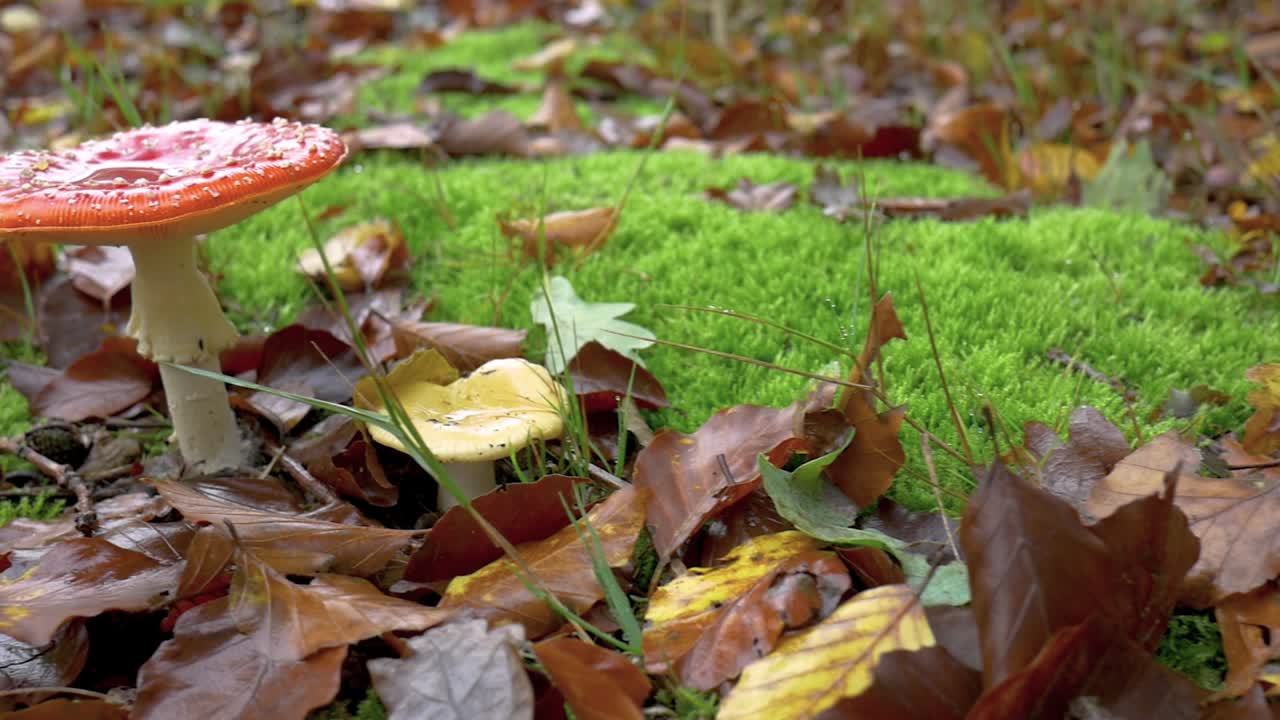 Close up shot of amanita in the forest in a glade covered with moss and fallen autumn leaves after rain