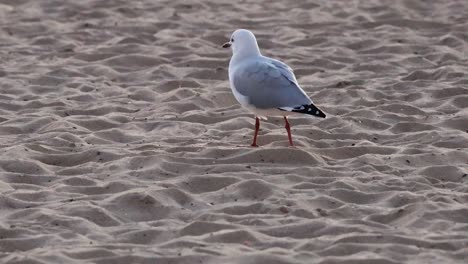 una gaviota caminando por una playa de arena
