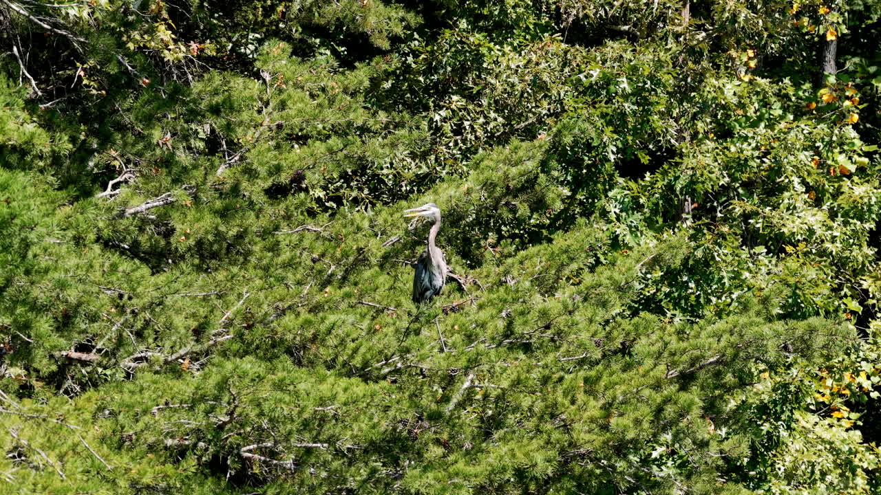 Close-up aerial of dense Tennessee foliage with a bird perched high among the trees at Harrison Bay, capturing the region’s natural serenity