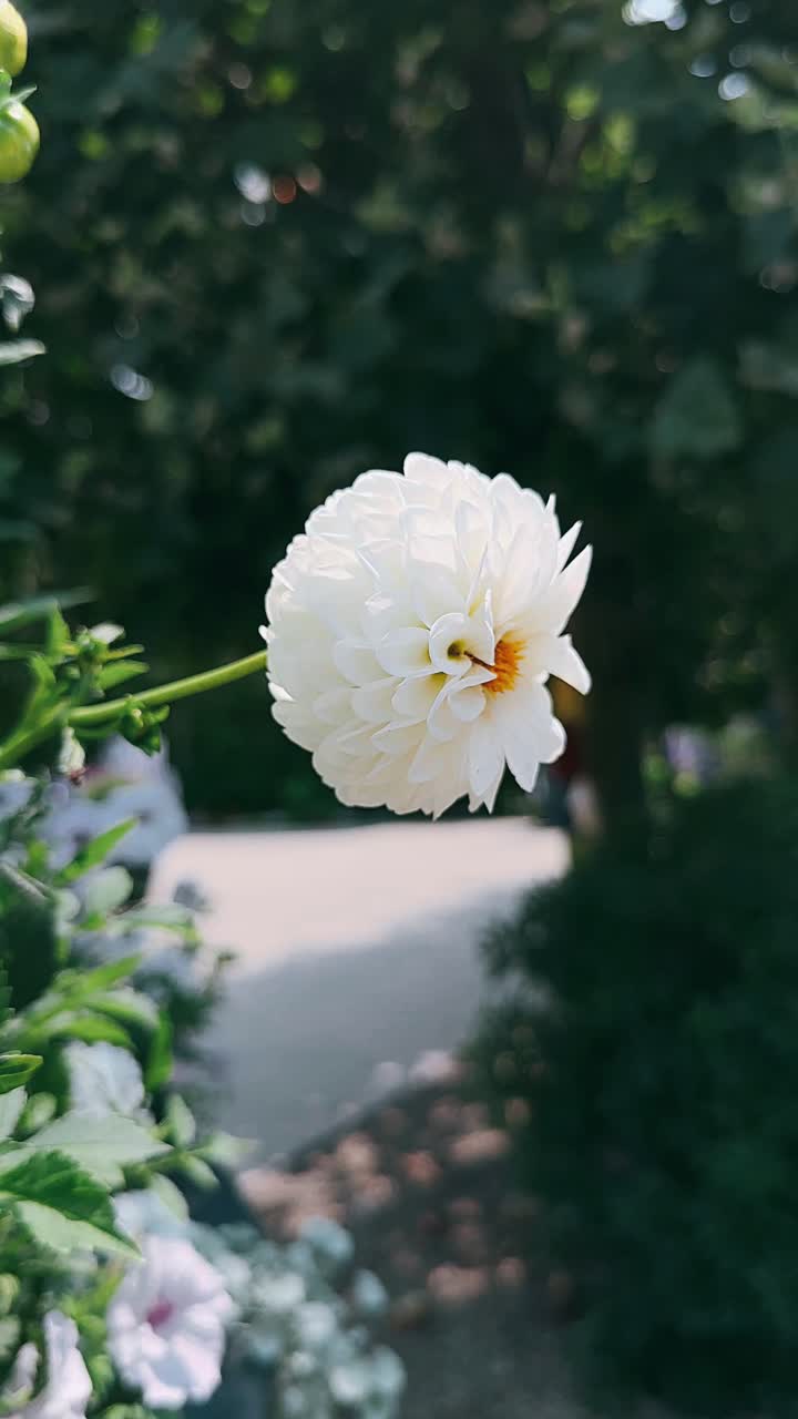 아름다운 색 달리아 꽃