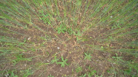 Top-down-shot-looking-over-tall-blades-of-grass-standing-straight-up-on-the-dirt-ground-of-a-field