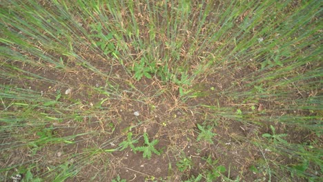 top down shot looking over tall blades of grass standing straight up on the dirt ground of a field