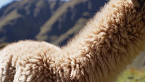 close-up of an alpaca with mountains in the background