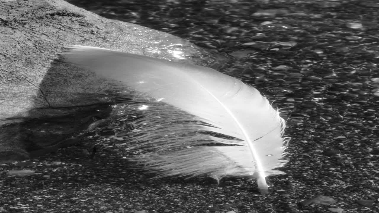Goose feather resting on stone with clear crystalline river water flowing vertically