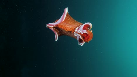 Vertical-video-Spanish-Dancer-sea-slug-enchants-marine-enthusiasts-with-its-vibrant-colors-and-movements-underwater