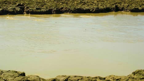 frogs jumping in muddy dirty water lake pond in rural landscape of asia, bangladesh