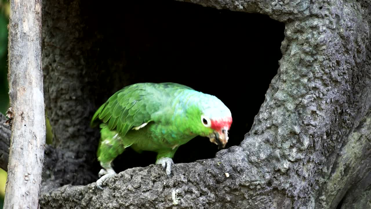 에도르 의 공원 에 있는 은색 무새