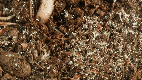 close-up of soil with fungal growth