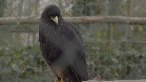 close up of black falcon in large bird cage