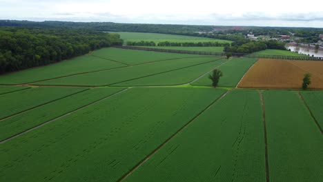 aerial cinematic drone footage of green crops next to cumberland river in clarksville, tennessee, usa