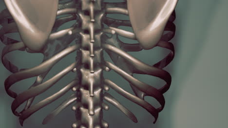 animación médica en 3d de la anatomía de los huesos masculinos