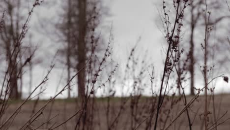 Plantas-Silvestres-Y-Malas-Hierbas-Que-Soplan-En-El-Viento-En-Un-Entorno-Rural-Otoñal,-Clasificadas