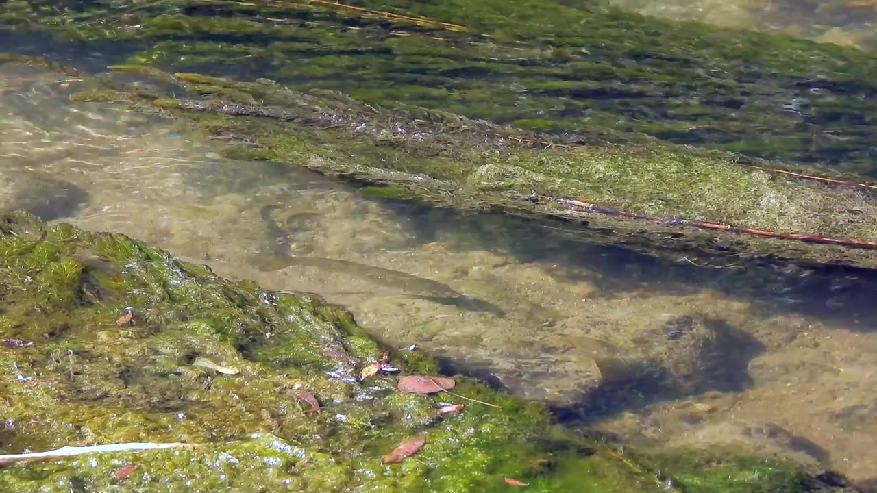 Small Fish Swimming in Clear Shallow Stream