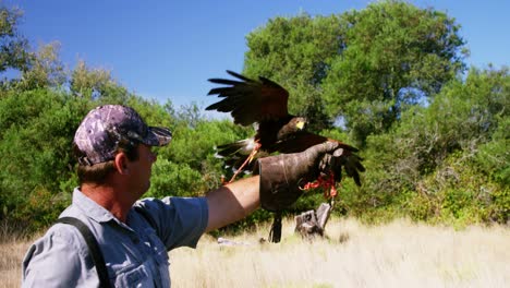 falcon eagle perching on mans hand