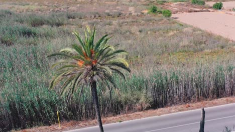 Palm tree near Cabezo Pequeño del Estaño shown pam fronds in breeze and surrounding countryside