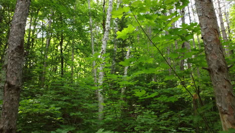 Drone-shot-of-the-dense-leaves-of-a-mixed-pine-and-leaf-tree-forest