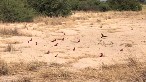 highly social carmine bee-eaters guard burrows in warm african sand