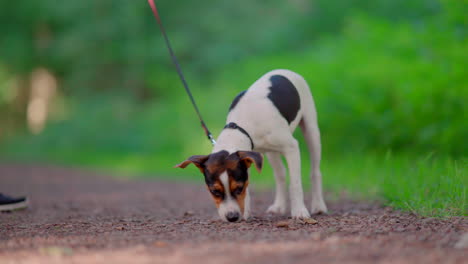 Puppy-dog-looking-for-food-on-the-ground-in-forest