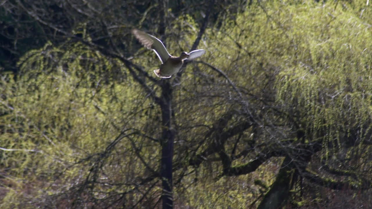 tres patos salvajes volando lejos del río