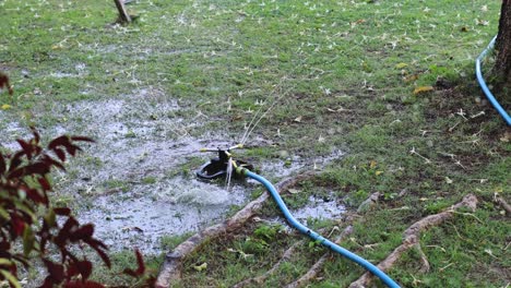 garden hose spraying water over grass