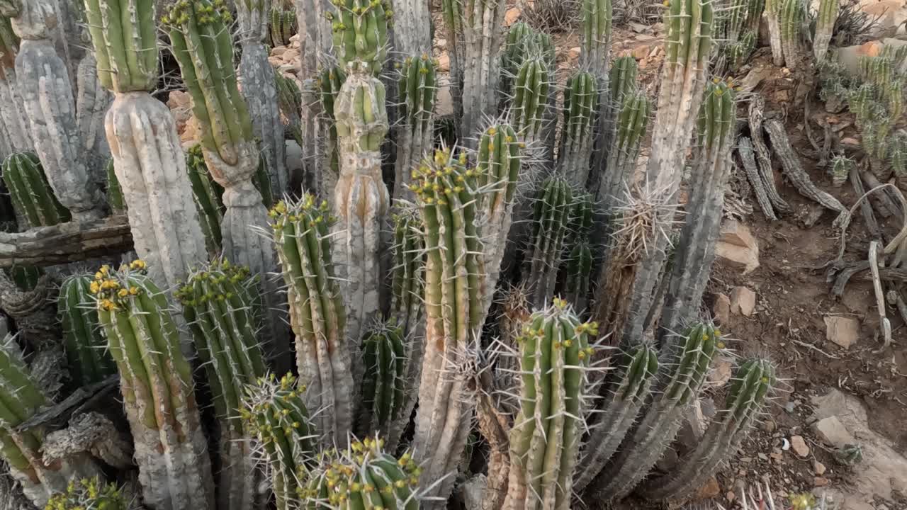 Euphorbia Echinus Cactus: A desert plant thriving in Morocco's southern mountains, providing bees with nectar for premium, high-quality honey and high price
