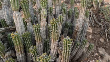 Euphorbia-Echinus-Cactus:-A-desert-plant-thriving-in-Morocco's-southern-mountains,-providing-bees-with-nectar-for-premium,-high-quality-honey-and-high-price