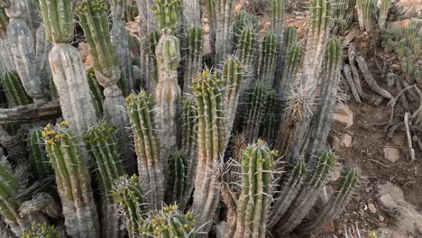 euphorbia echinus cactus: a desert plant thriving in morocco's southern mountains, providing bees with nectar for premium, high-quality honey and high price