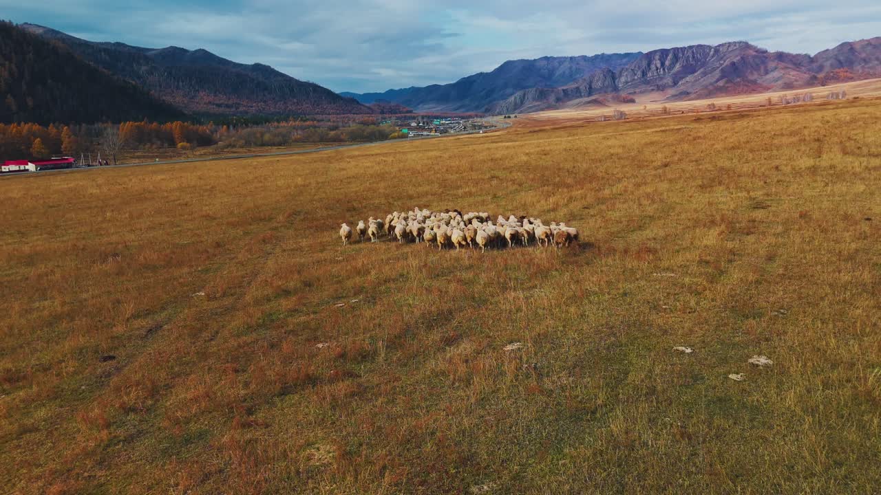 Gregge di pecore in un paesaggio di valle di montagna