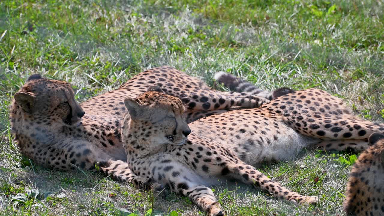 guepardos descansando en la hierba en el hábitat de un recinto cercado