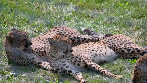 Cheetahs-resting-in-grass-in-fenced-enclosure-habitat