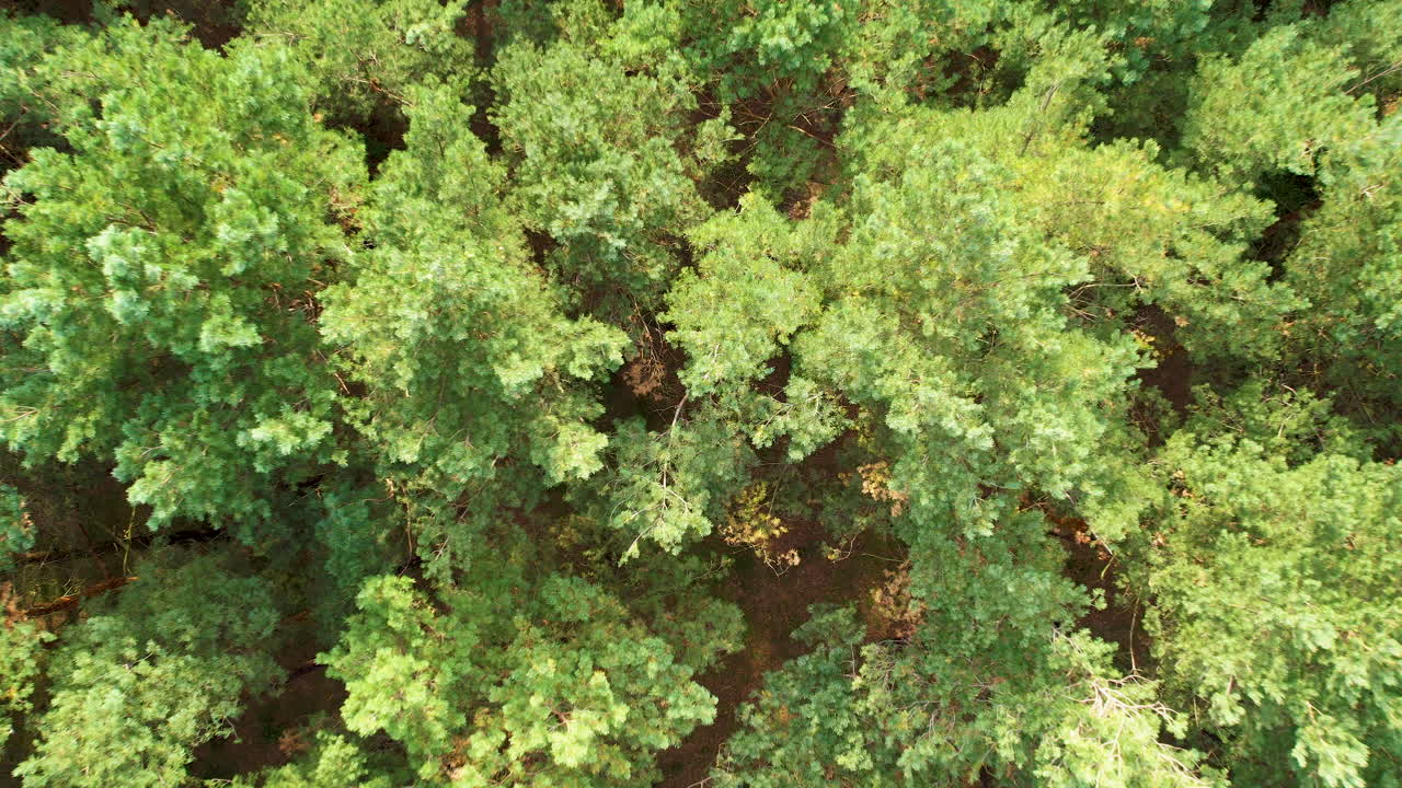 Top-down aerial view of a dense forest showcasing a canopy of green trees with varying shades and textures