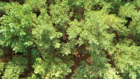 Top-down-aerial-view-of-a-dense-forest-showcasing-a-canopy-of-green-trees-with-varying-shades-and-textures