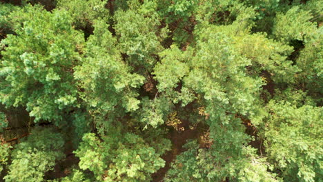 top-down aerial view of a dense forest showcasing a canopy of green trees with varying shades and textures