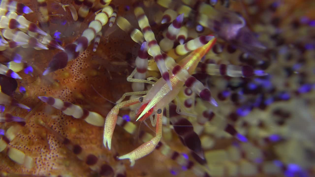 close up of a fire urchin squat lobster riding on a fire urchin in the Philippines
