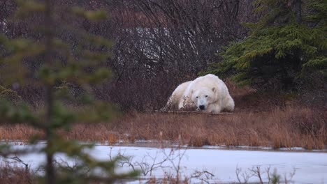 A-polar-bear-waits-for-the-winter-freeze-up-laying-and-napping-amongst-the-sub-arctic-brush-and-trees-of-Churchill,-Manitoba