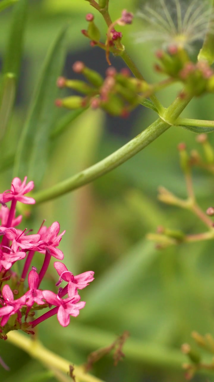 Una panoramica ravvicinata della telecamera rivela fiori rosa di Centranthus ruber, fogliame verde e una morbida luce naturale del giorno.