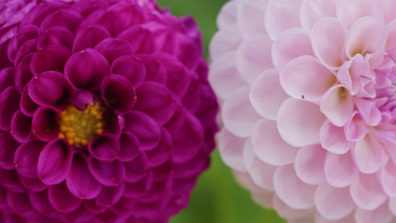 Close-up camera movement reveals blooming pink and purple dahlias in soft natural daylight