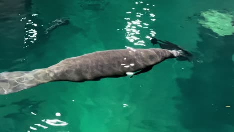 manatee swimming in clear water in aquarium