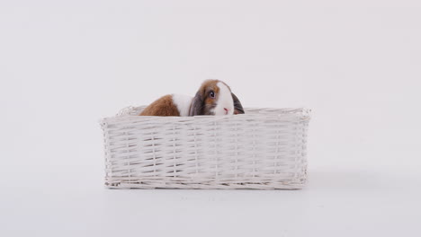 Studio-Shot-Of-Miniature-Brown-And-White-Flop-Eared-Rabbit-Sitting-In-Basket-Bed-On-White-Background