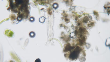 Different-freshwater-species-of-protozoa-single-cell-organisms-as-stentors,-ciliates-and-algae-movement-under-microscope-bright-filed-view